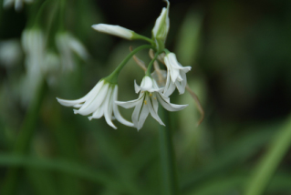 Allium triquetrumDriekantig look bestellen